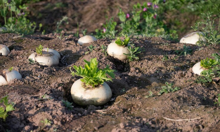 5 Bahan Makanan Jepang yang Terbukti Mampu Memperpanjang Usia